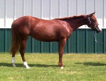 1999 Sorrel Filly Zippin Lil Vester Zippos Pary Animal x Vested Indeed
