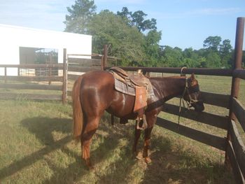 Magic's first saddle. Typical Count Down easy going disposition!!!!
