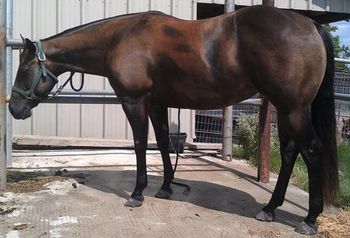Kiss 7 yr old heel mare prior to starting Total Equine 10/12/2012 Pic taken Sept.2012
