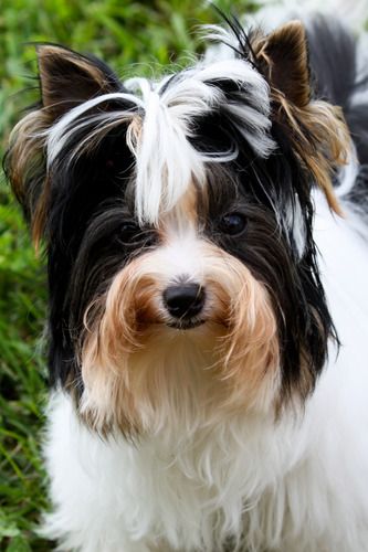 This little guy has us excited! He is gorgeous and has great Biewer lines behind him!
