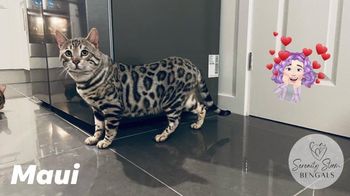 Our stunning Stud Boy here at Serenity Storm Bengals
