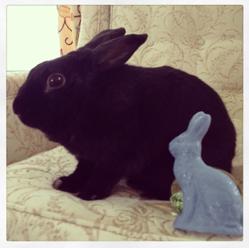 Blue's first Easter Bunny replica, from Laughing Moon Chocolate
