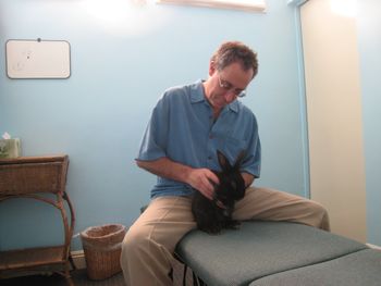 Blue getting treated at Chiropractor's office in Santa Monica

