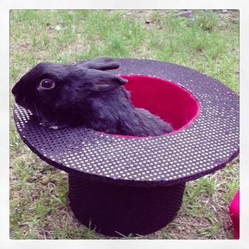 Magicians hat for Blue's debut on stage
