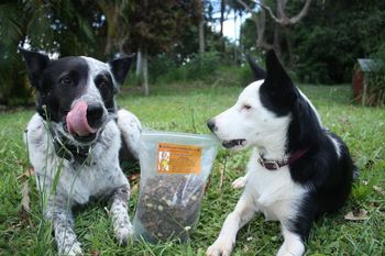 Buster & Quinn just LURVE their Happy Paws treats.
