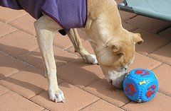 "What's this ??!!! Mum got me some of these Happy Paws Treats I've heard about for my treat ball & they smell DELICIOUS !!"
