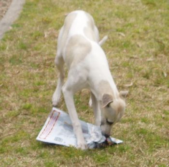 "Surely there has be be more treats in here !!!"
