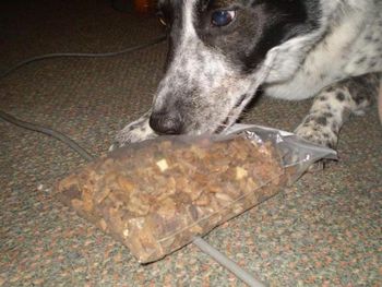 Buster says "Oh boy, oh boy, my Happy Paws Treats arrived today !!"

