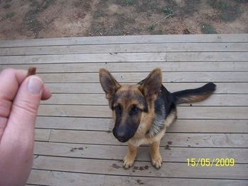 "Quick, saliva is running out, can't you see the wet state of the deck ... give me the treat, please!!!!!"
