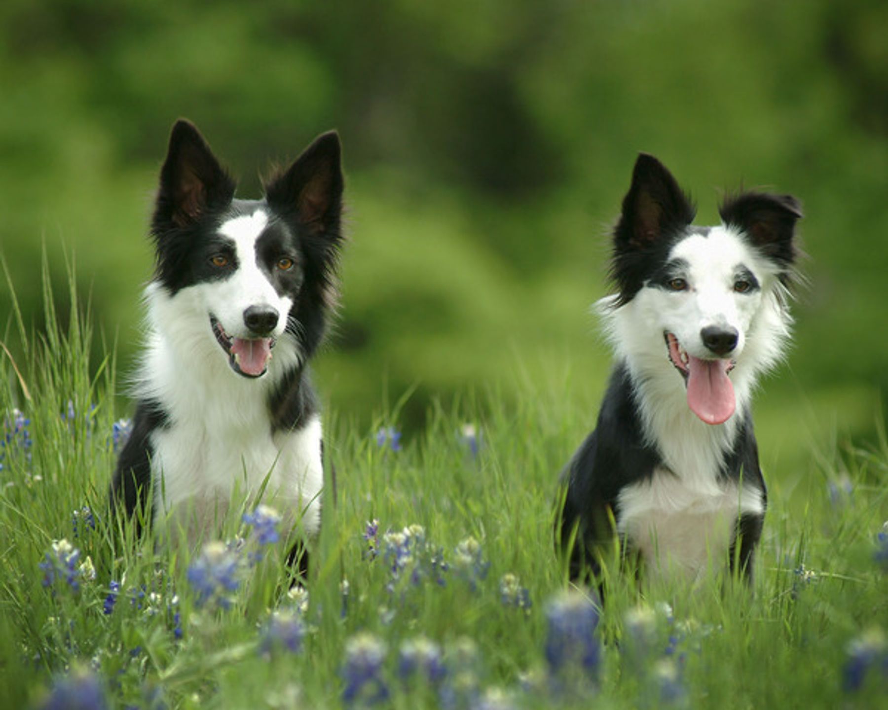 On target sales border collies