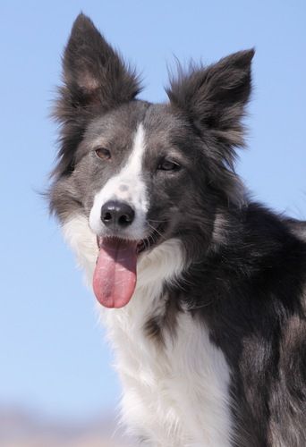 Atypical merle hot sale border collie