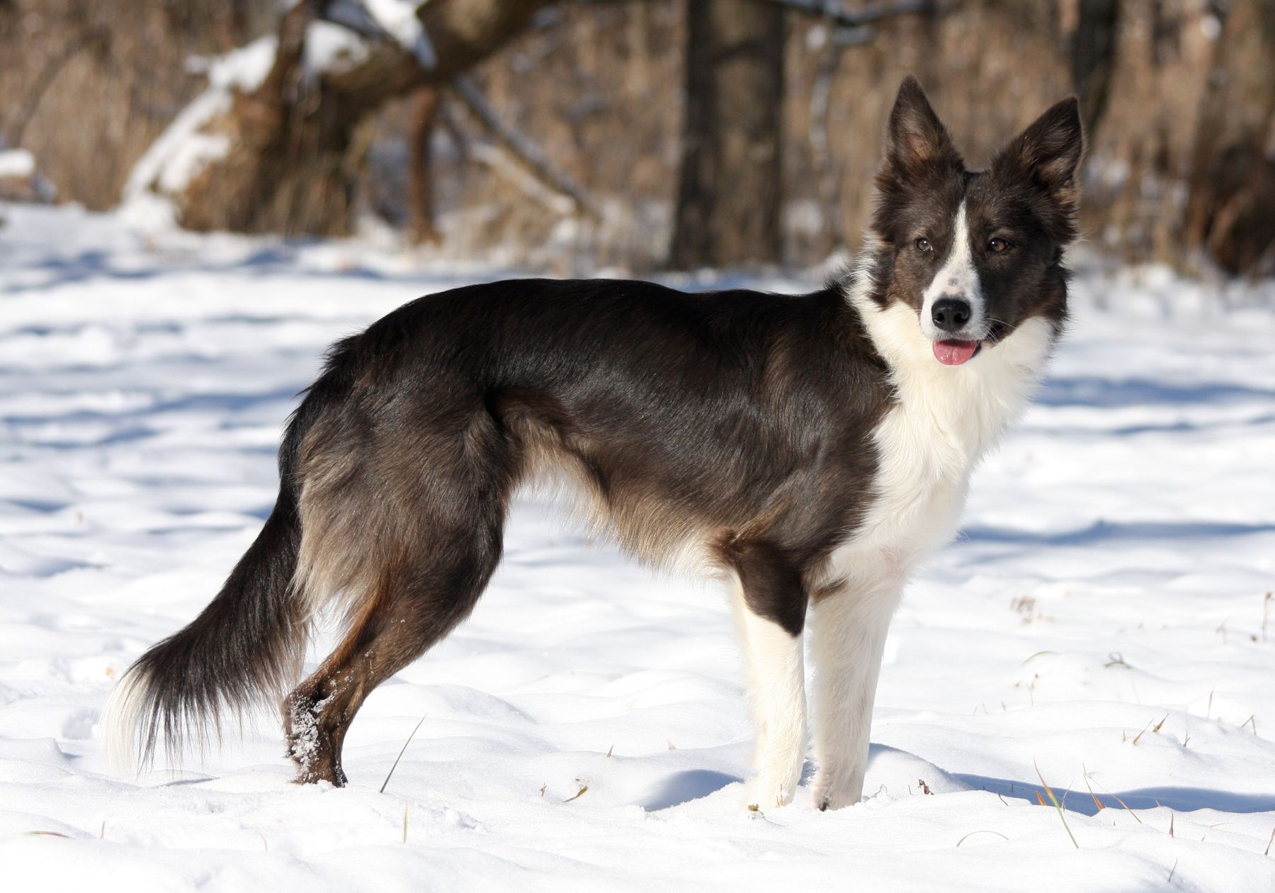 Ontarget cheap border collies