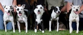 Vanity and Maverick Borderstaffy puppies, 2005. L-R Warrant, Witness, Vanity, Alias,
