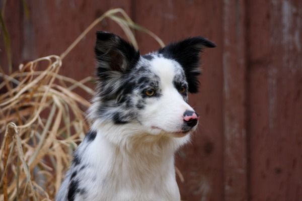 Power tripp border store collies