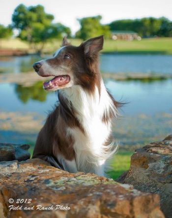 Photo credit Field and Ranch photography
