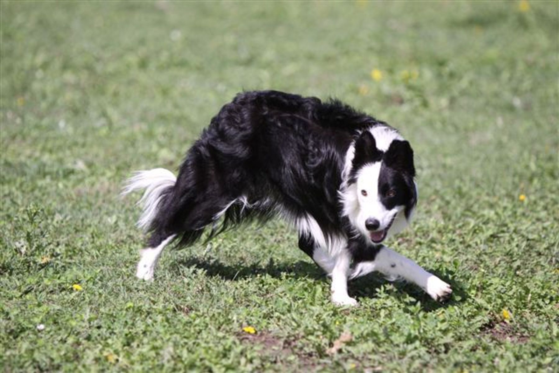 Ontarget border hot sale collies