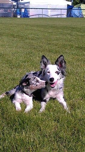 Sooner Puppies: Shine (x Vixen) and Splash (x Cynic)
