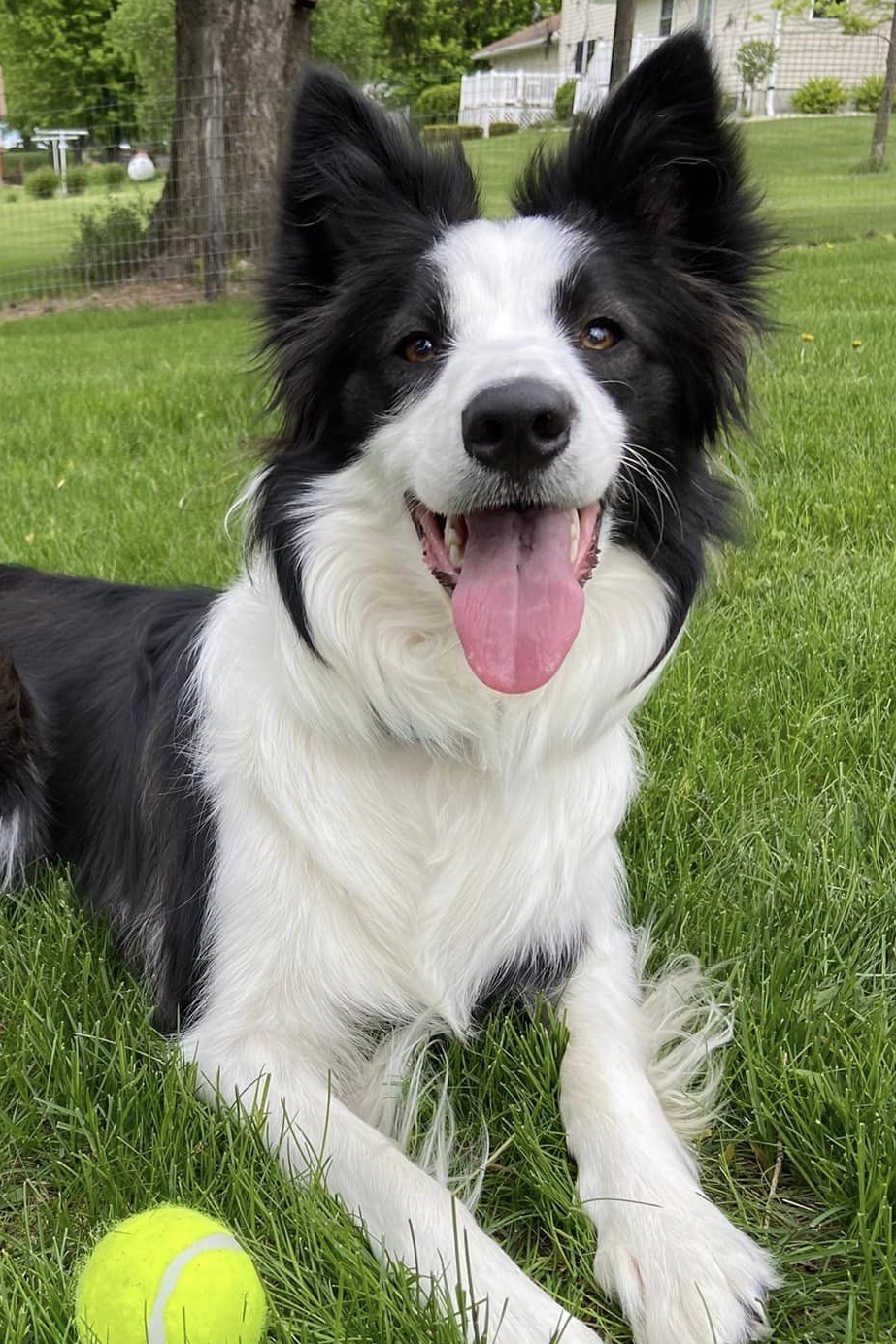 Ruby Collie On Target Border Collies - Ruby X Mojo
