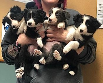 On Target Border Collies - Past Litters