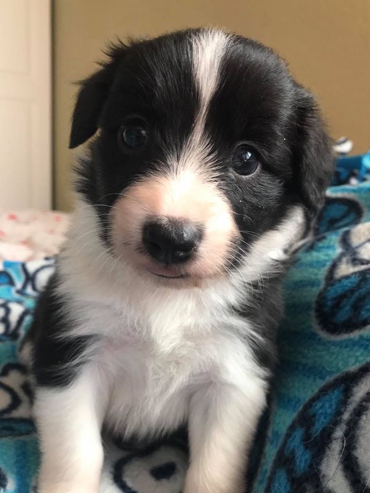 メガバス　未使用　POPX BORDER COLLIE On Target Border Collies - Jenga