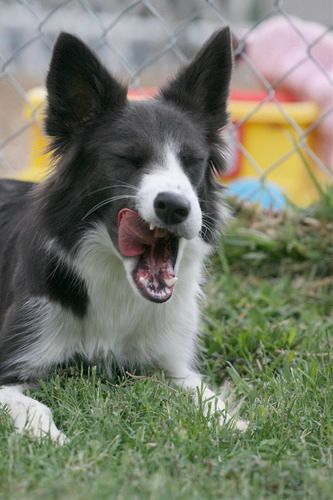 On Target Border Collies - Mirage