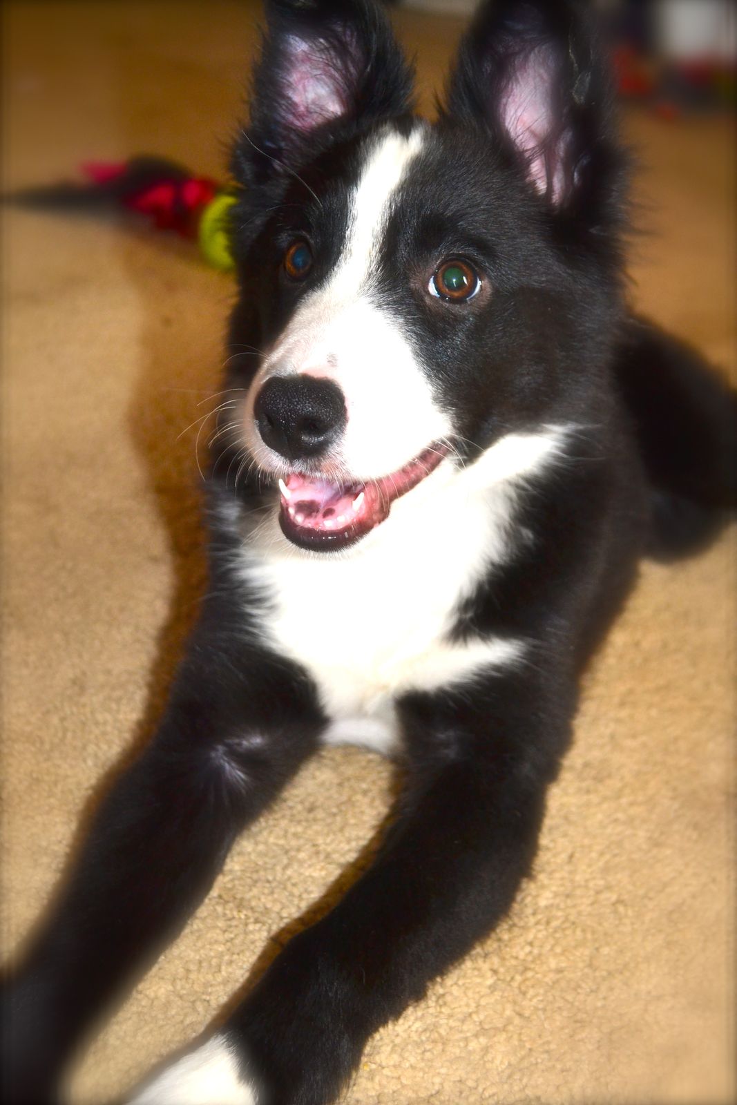 On Target Border Collies - P!nk