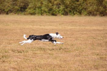 Lure coursing at 9 months
