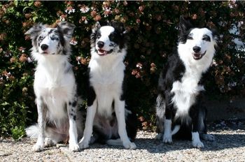 Spirit (x Sooner 2007), Vice (x Sooner 2011) and Vixen
