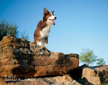 Photo credit Field and Ranch photography
