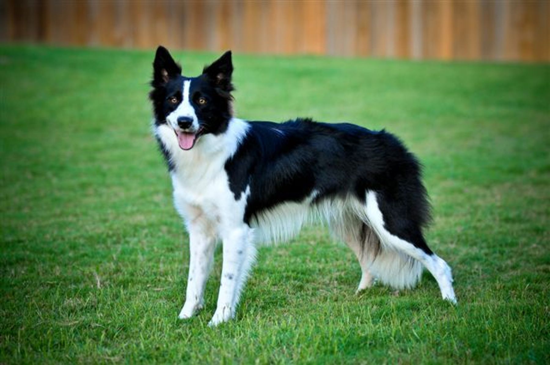 Ontarget cheap border collies