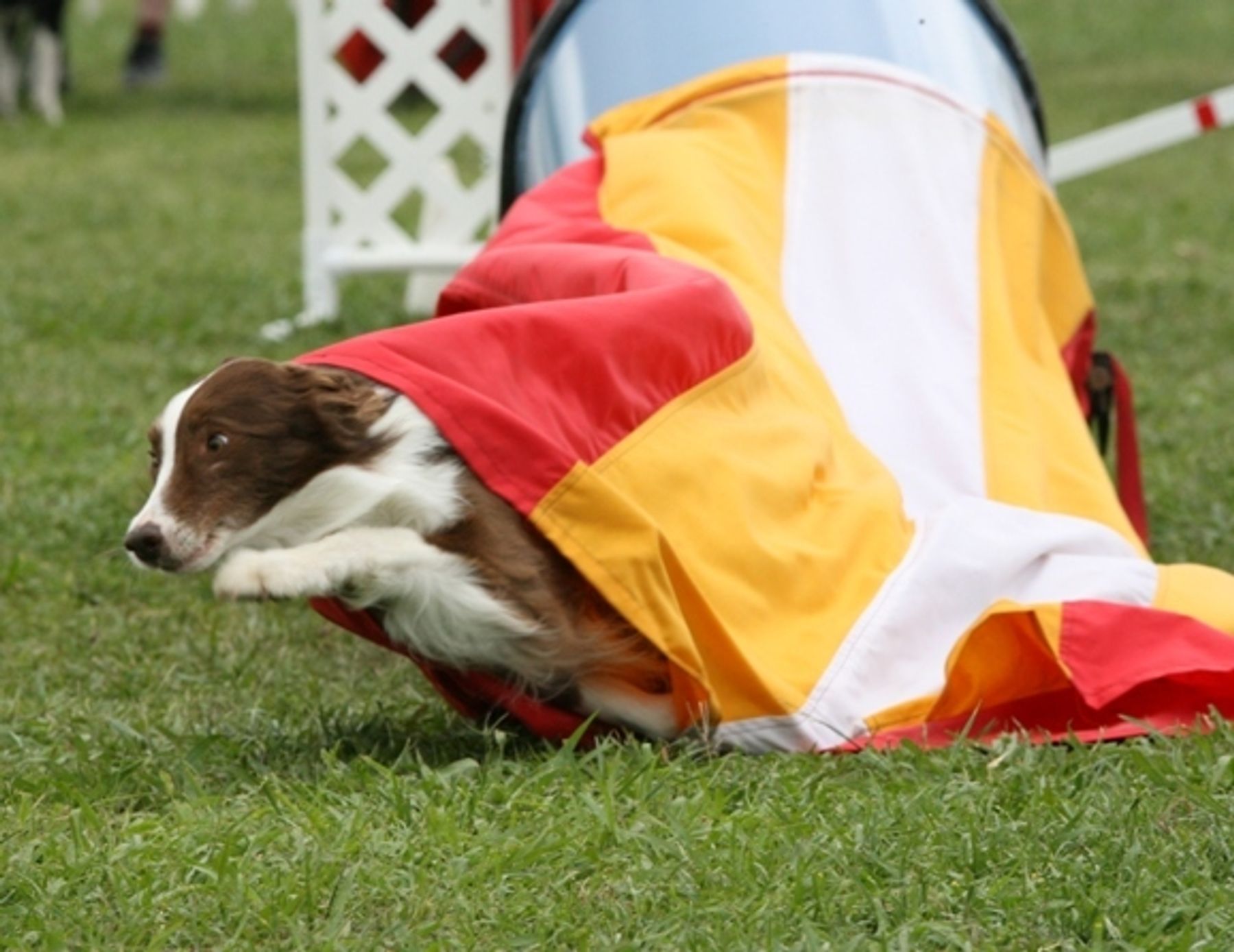 Rival best sale border collies