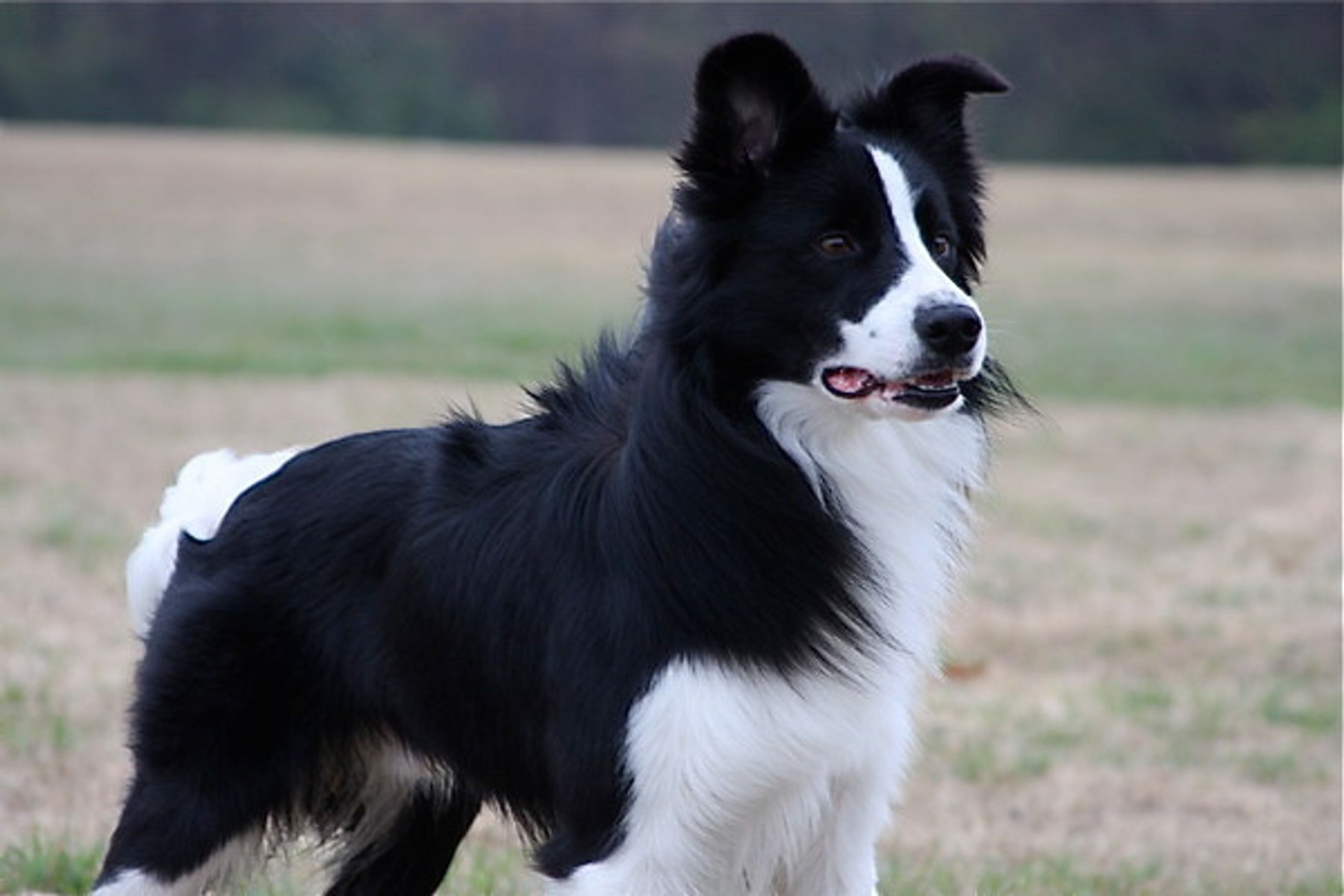 On target sales border collies