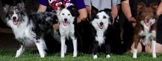 Vanity and Sooner puppies, 2007 litter. L-R Tension, Vanity, Vixen, Angerr
