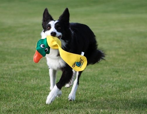 On target sales border collies