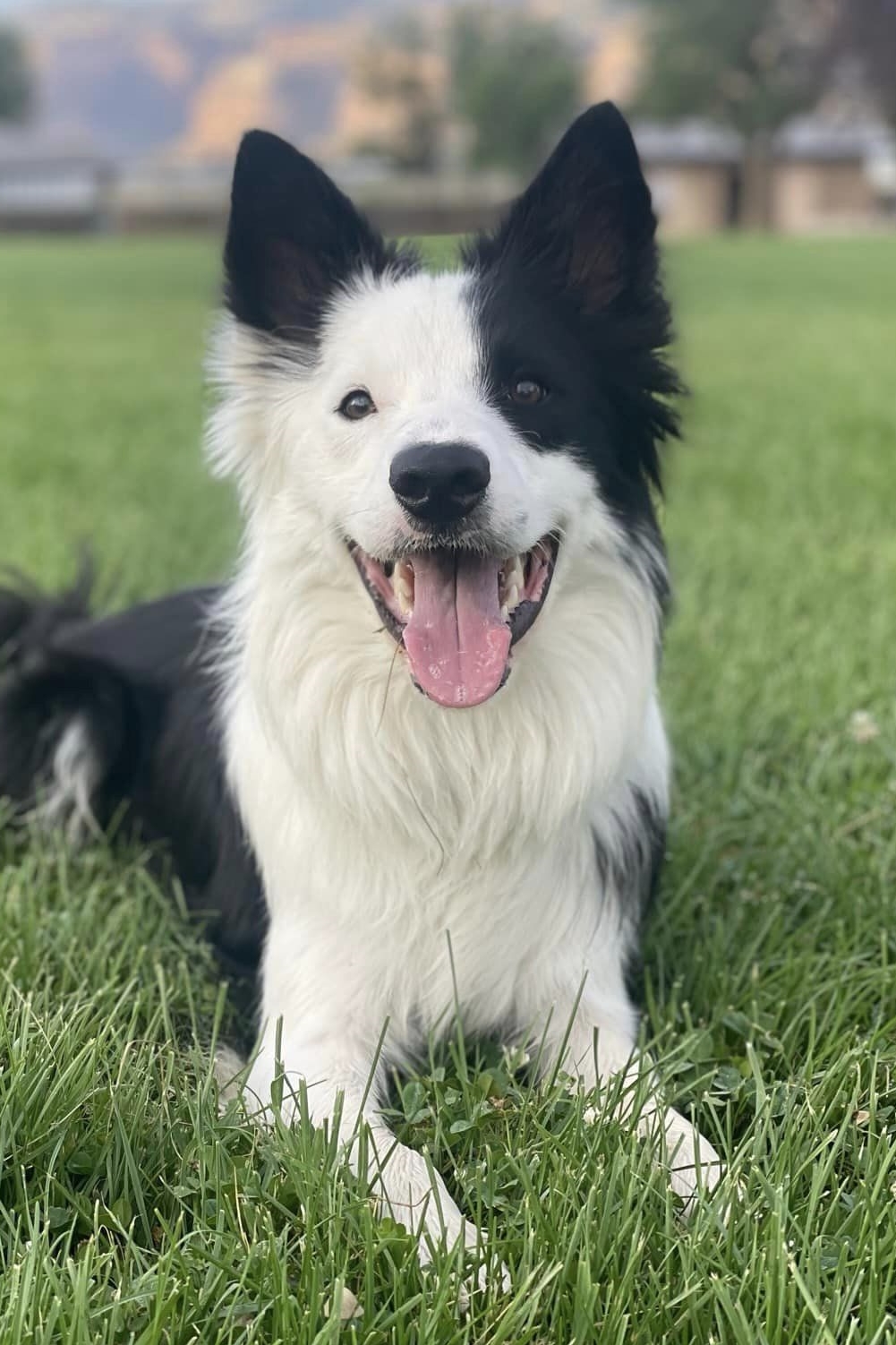 Ruby Collie On Target Border Collies - Ruby X Mojo