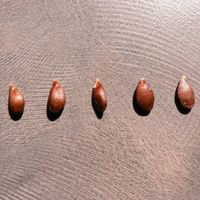 Seeds