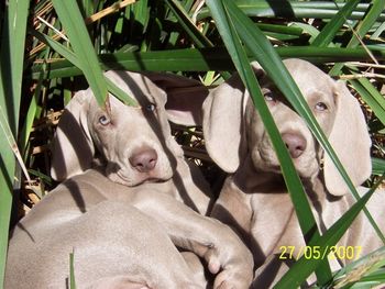 Bromhund Portia and Bromhund Princeton "Stella & Mac" Owned by The Evans Family
