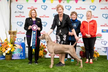173rd Champion Bromhund Secret Weapon "Archer" Owned by Bromhund Kennels
