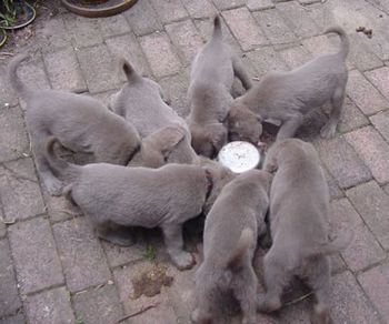 Bromhund K Litter @ feeding time
