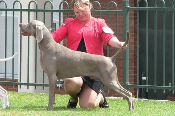 Aust Ch Bromhund Double Mark Owned by Bromhund Kennels
