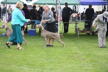 Res Dog Challenge Sunbury Canine Club Nov 11
