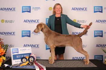 Our 169th Champion Bromhund Perfect Choice Owned by Bromhund Kennels
