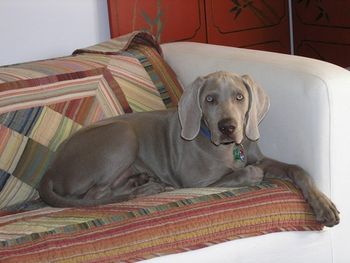 Bromhund Shamrocks Luck "Aaro" Owned by the Yeo Family
