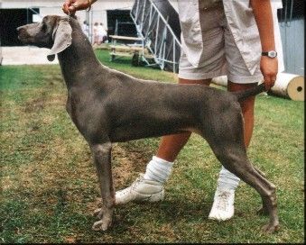 Aust Ch. Bromhund Omy Lady "VG"
