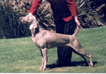 NZ Ch Bromhund Kwik asa Dash Owned by S Alison
