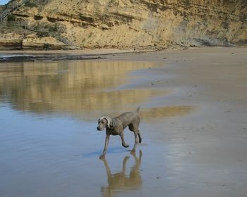 Cusack's son Dudley Owned by Jane & Troy (Melb)
