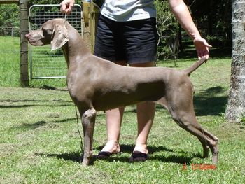 Aust Ch Bromhund Kiss N Tell Owned by K Rogers & A Lodder
