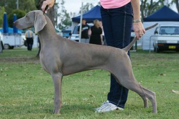 Aust Grand Ch Bromhund Mystery Girl
