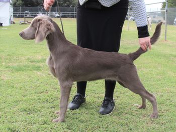 176th Champion Bromhund Ever Soo Clever (AI) Emmie Owned by Gaye Tood and Bromhund
