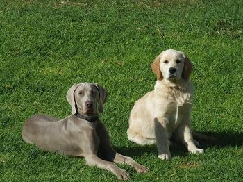 "Eddie & his sister Bella" Owned by Kym and Larissa
